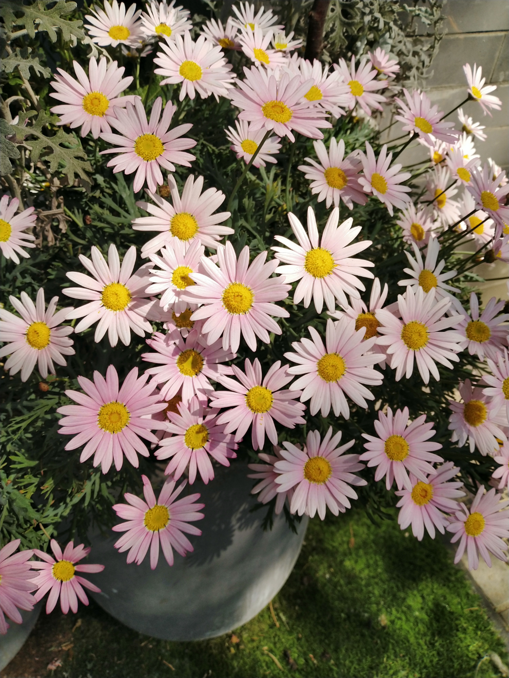 喜欢绽放的花朵,期待美好的未来.