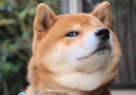 520#我一个单身狗就是想看看大家都在520干什么