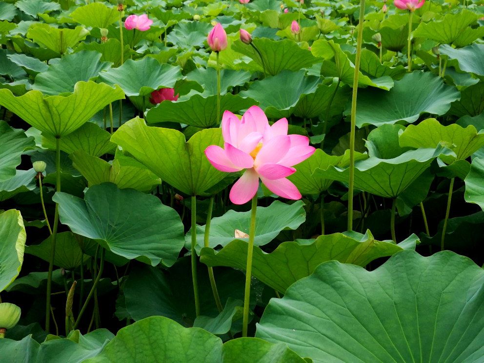 荷花盛开的季节,荷花淡雅的清香,在荷花池边上呆呆坐一下午应该是很