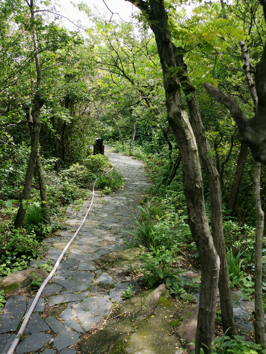 宋 · 苏轼 山下兰芽短浸溪,松间沙路净无泥,潇潇暮雨子规啼
