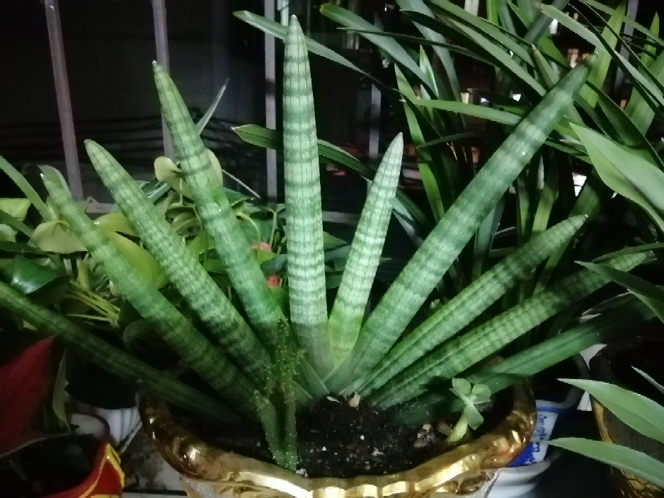 找工作之余,每天早上去93,在家养94,昨天发现新品种---羊角兰