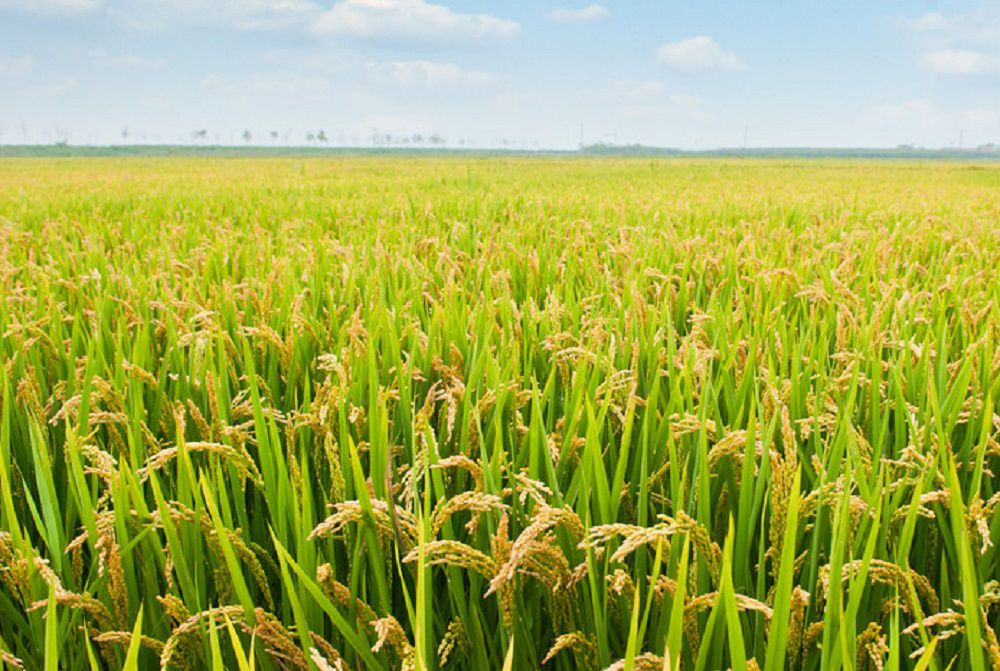晒证书大赛锄禾日当午汗滴禾下土谁知盘中餐粒粒皆辛苦