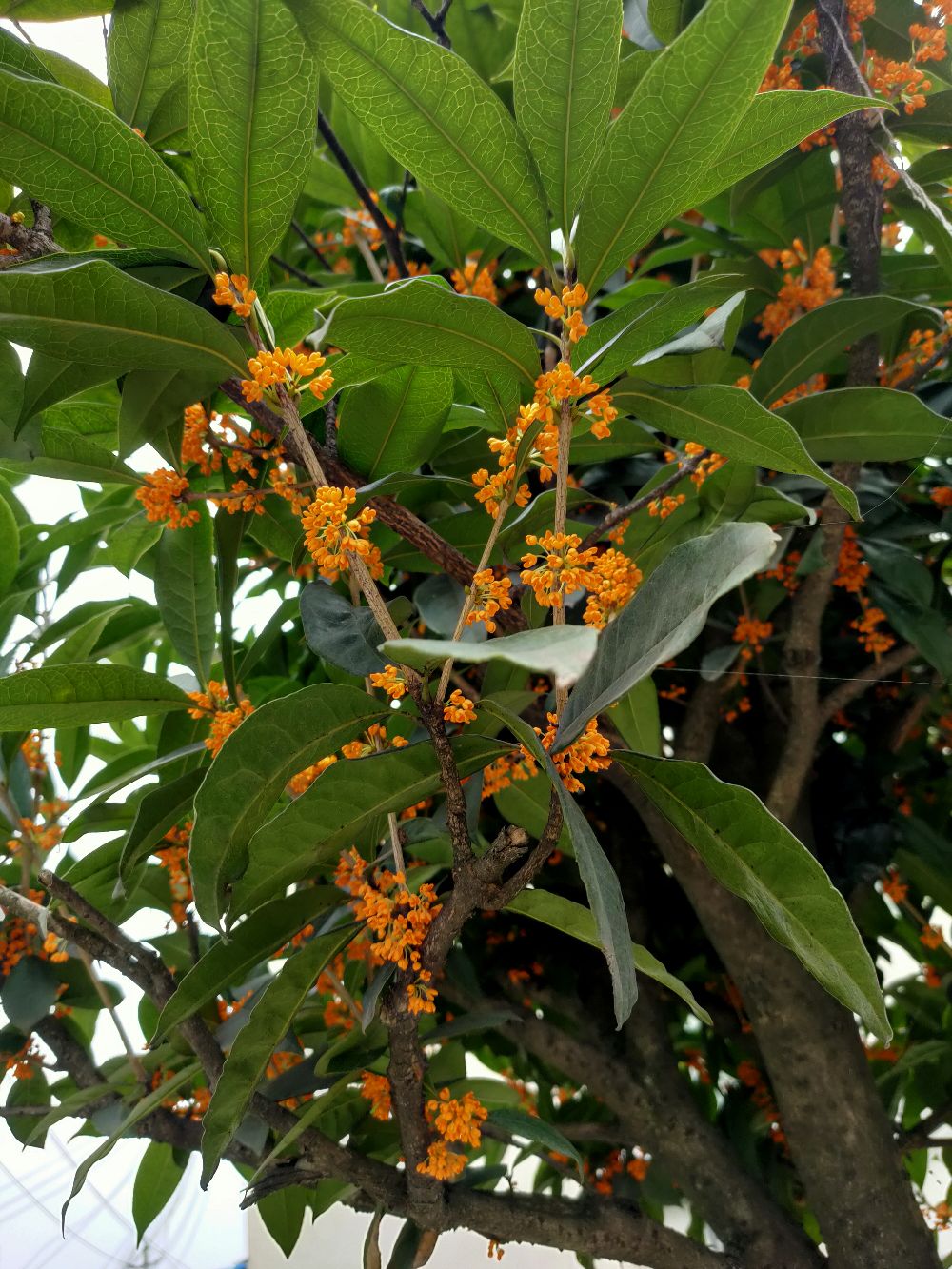 这种 em>桂 /em>花可以做 em>桂 /em>花蜜不?