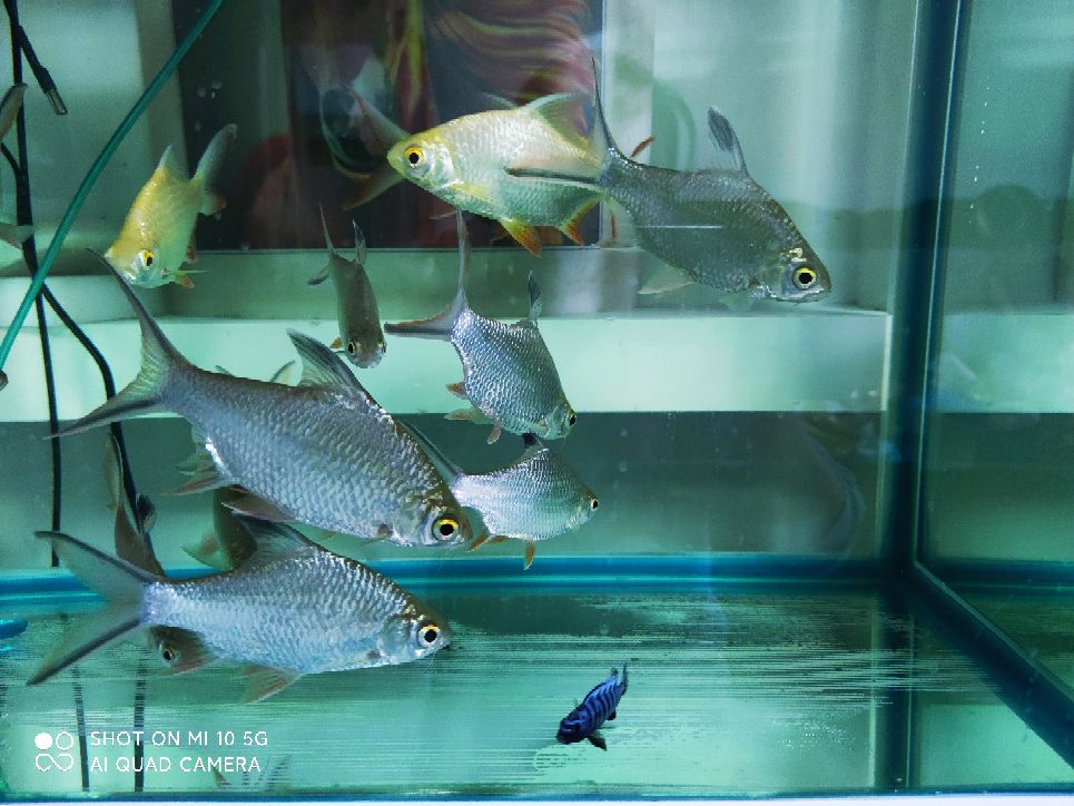 条小鱼儿,在另一个小缸里,咬死了一缸同类 又换一缸,咬伤了2条红尾鲨