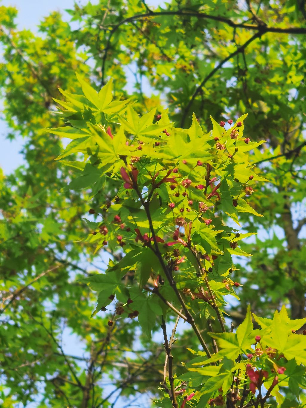 销售拓展部主管