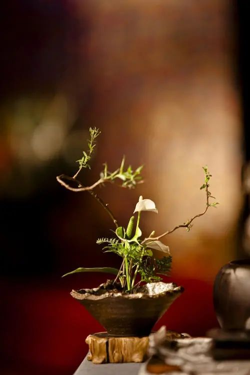 生活如茶,时而浮起,时而沉下;人生似 em>饮者 /em>,浮时淡然,沉时坦然