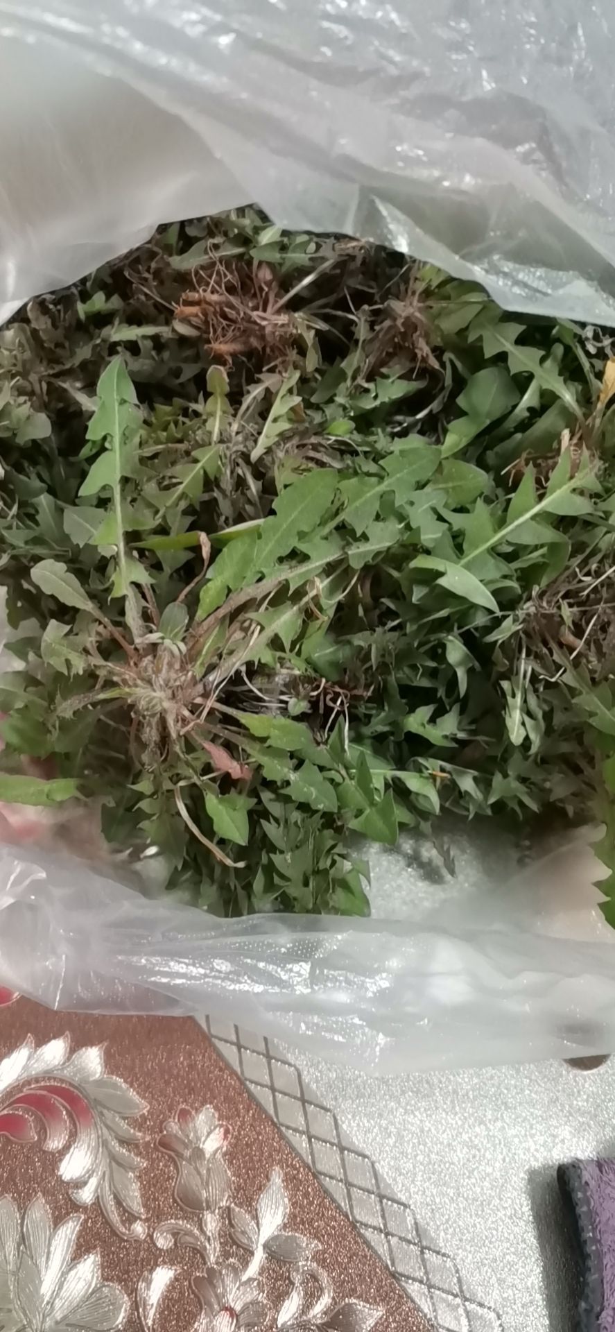  em>离职在家 /em>,难得休息,挖野菜,放松自己.