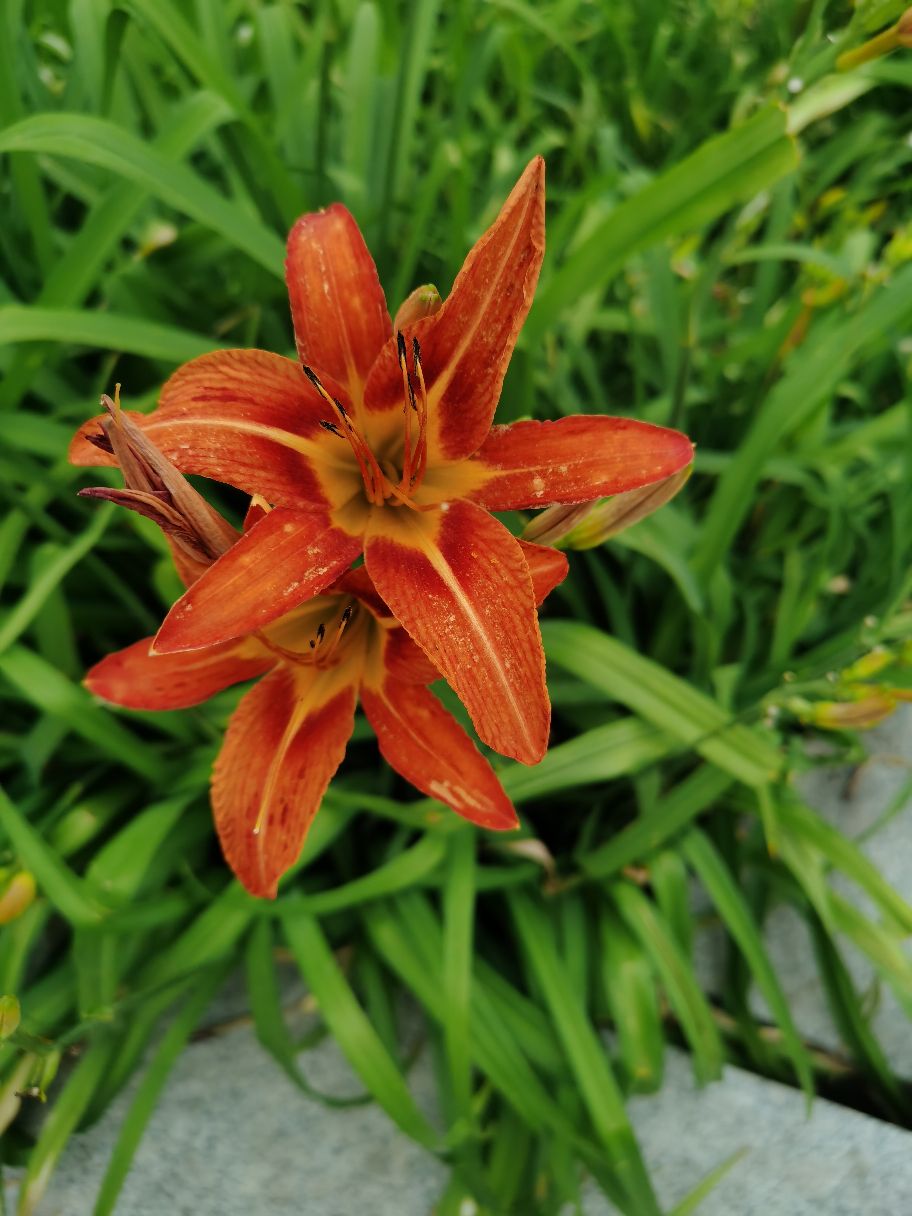 校招简历讨论区#如果在校没有活动记录或获奖情况的话  简历上的经 