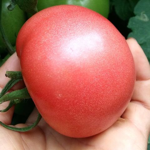 甘肃民勤西红柿已上架