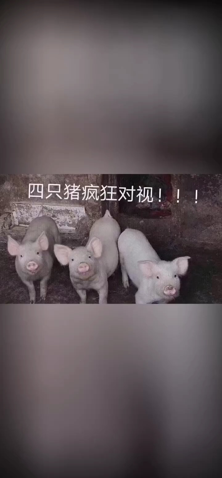 四只猪疯狂对视图片图片